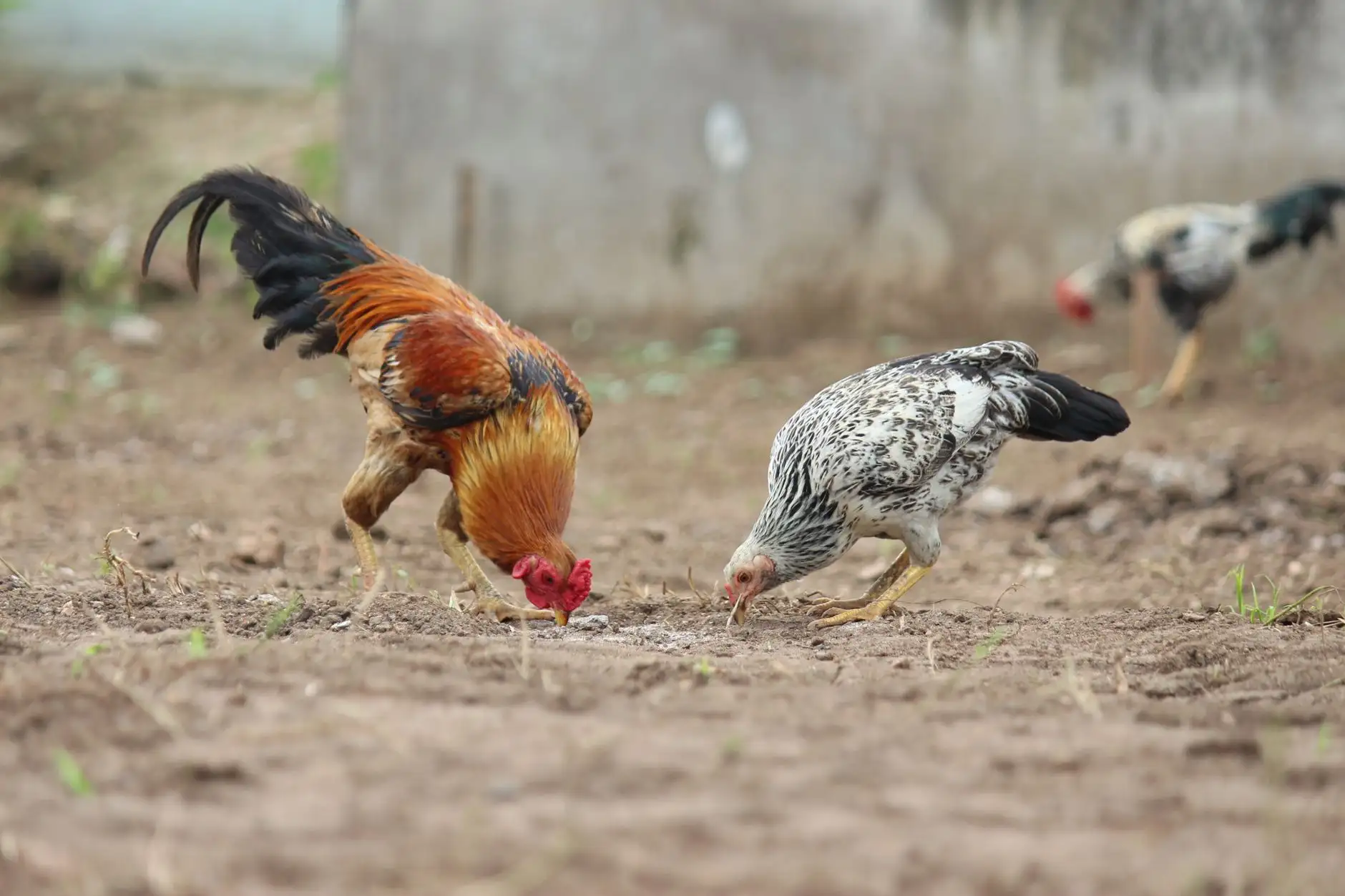 工业控制板选型要点与嵌入式模块可靠性设计分析